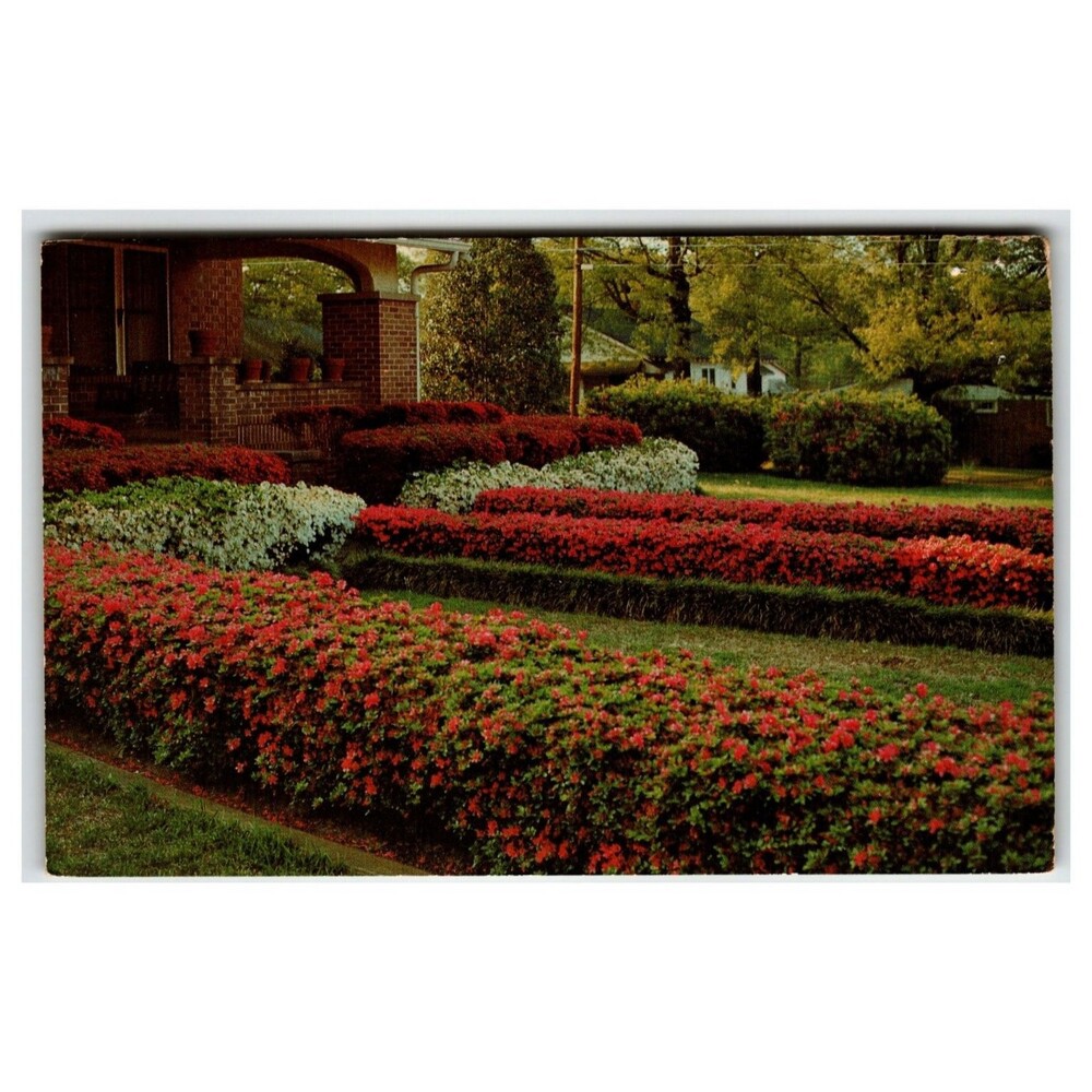 Vintage McComb Mississippi Azalea Trail Mirro-Krome Postcard DS-722